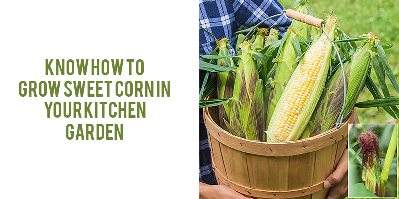 How to Grow Sweet Corn in Kitchen